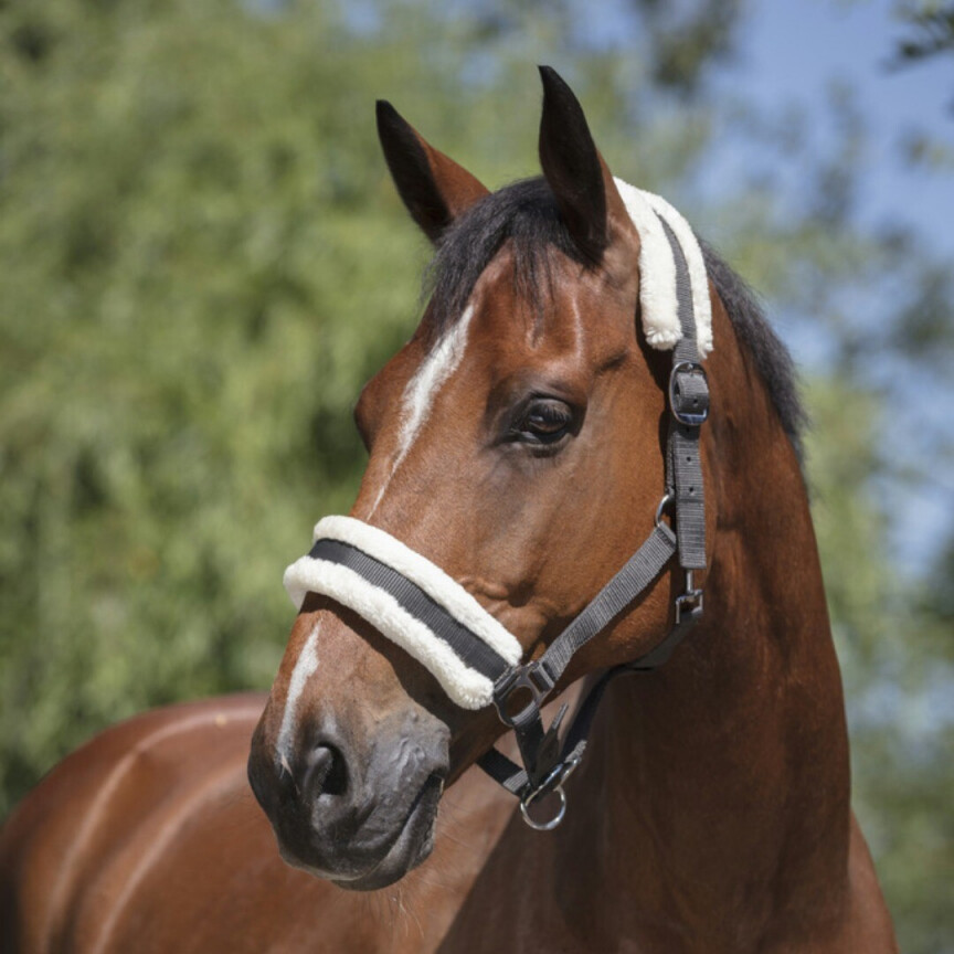 Norton halster