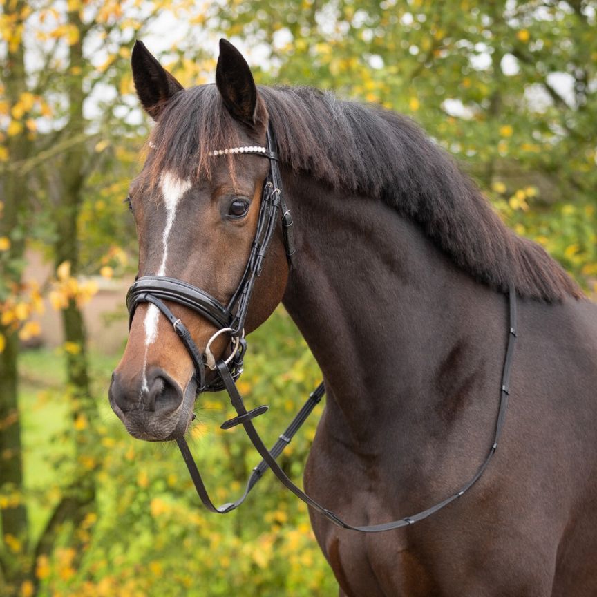 QHP Bridle Sunset Dressage
