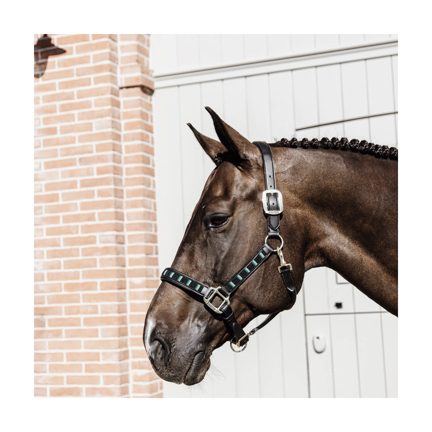 Kentucky headcollar