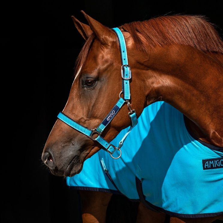 Amigo Halster