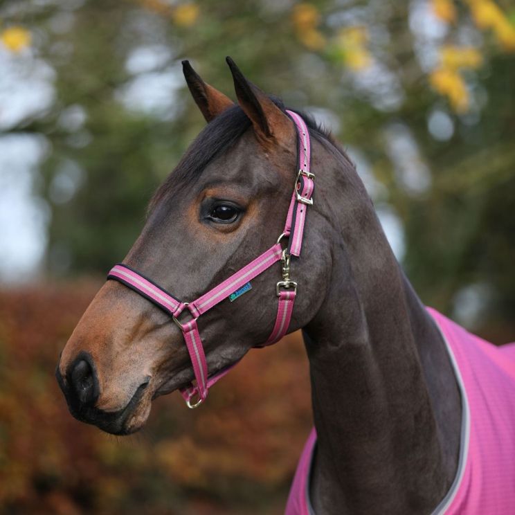 Bucas Headcollar Dublin Raspberry