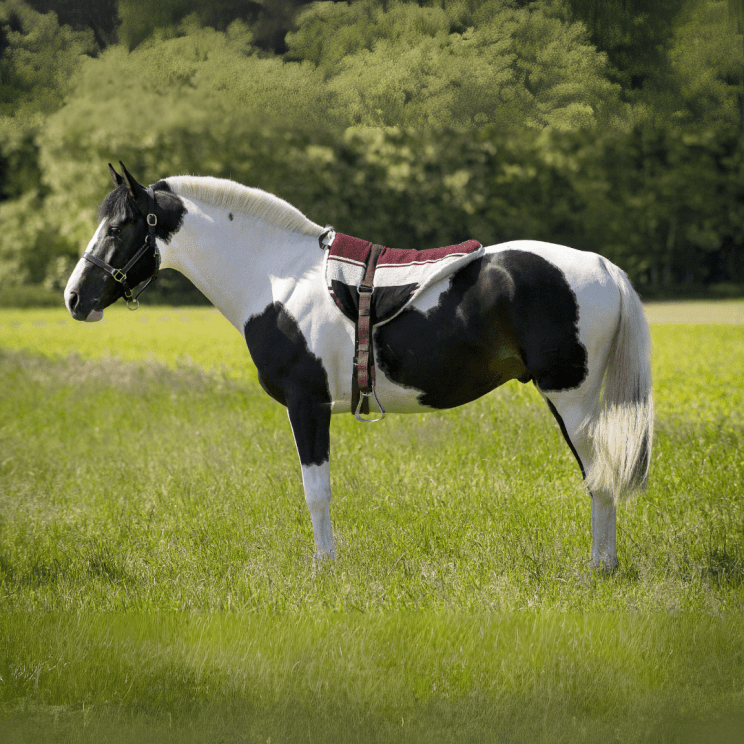 Norton Bareback Pad Riding Mat Chocolate