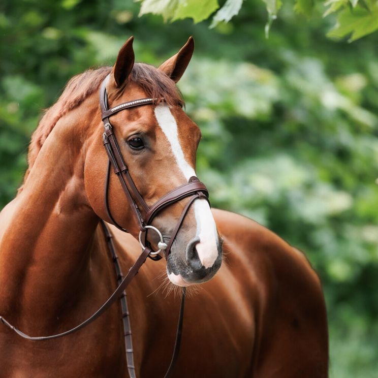 Nibago Springzaum Anatomisch