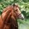 Nibago Zaumzeug Springen Classic