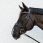 Kentucky Anti Fly Nose Net Black Full