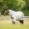 Horseware Newmarket Fly Sheet Plus Witney Charcoal