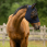 QHP Fly Mask Super bug Grey