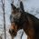 Equitheme Fly Mask UV Supercut