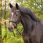 QHP Bridle Sunset Dressage