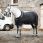 Horseware Autumn Cooler