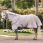 Amigo Bug Rug Pony