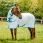 De Amigo Aussie allrounder Disc