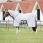 Bucas Buzz Off X Big Neck Vliegendeken