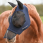 dominick fly mask comfort fit