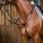 Dy'on Martingale ''Working''