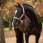 LeMieux Halfter Essence Black