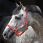 Horseware fieldsafe halfter
