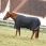Kentucky Turnout Rug All Weather Waterproof Comfort 100GR