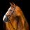 Horseware Micklem 2 Multi Bridle - Zaumzeug