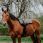 Norton Bareback Pad Kiowa