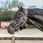 Bucas Show-Line Full Fur Halter