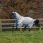 Bucas Sweet-Itch X Light Big Neck