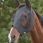 Weatherbeeta Flymask Deluxe Bug Eye Groen