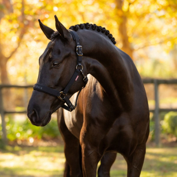 LeMieux Halfter Essence Black